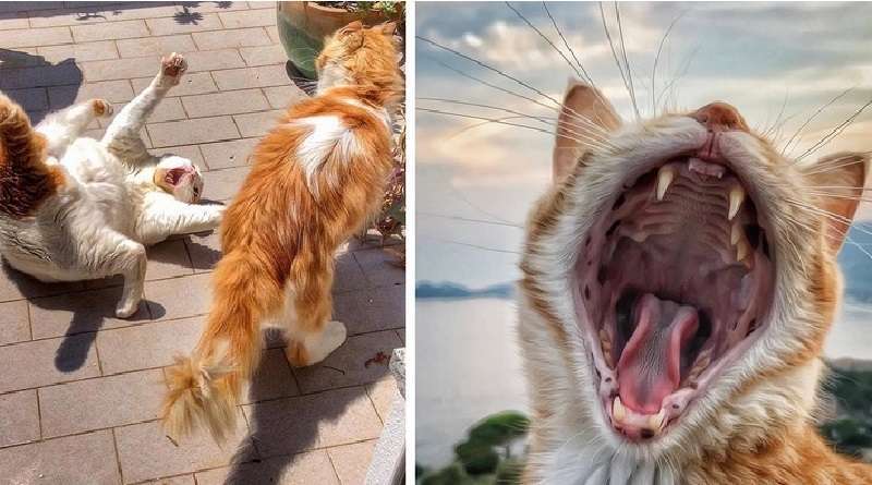 Una donna italiana fotografa la vita dei suoi gatti, tanto che oggi non vedrete niente di più carino e divertente