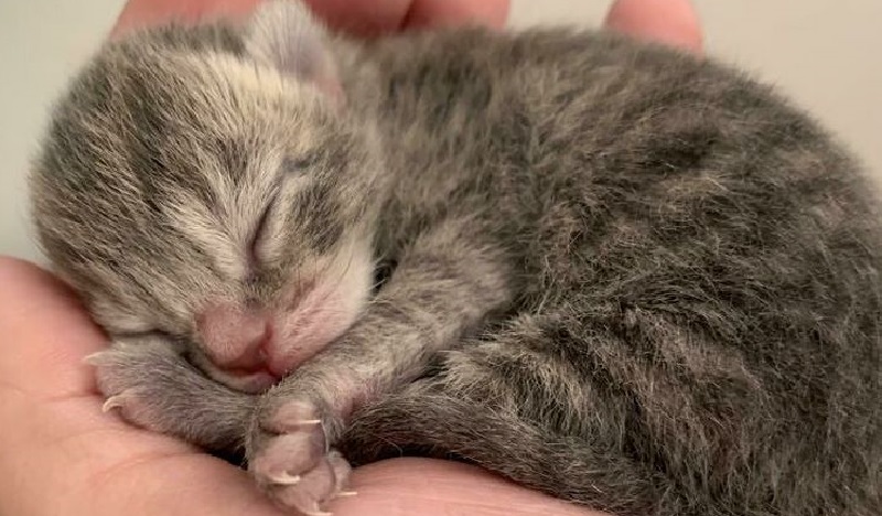 15 esempi del fascino tagliente degli artigli di gatto