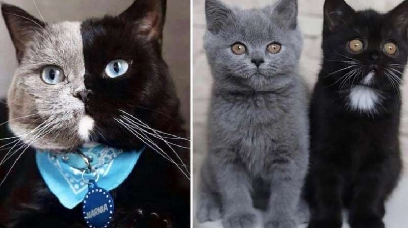 Il gatto bifronte è diventato papà, e la natura ha saputo sorprendere ancora: le foto dei cuccioli originali