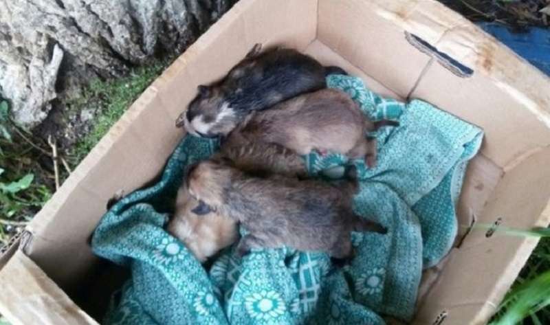 Il cane si è comportato come una vera madre, chiamando le persone ad aiutare i suoi cuccioli