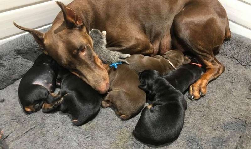 La famiglia ha piantato un gattino appena nato su un cane che allatta
