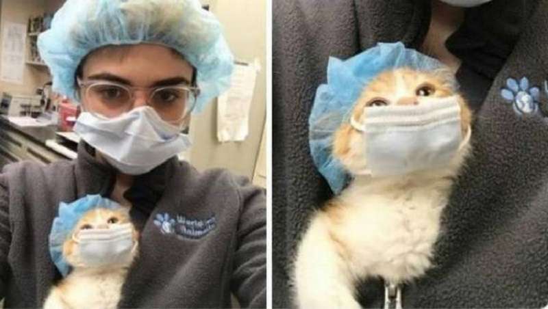 15 esempi di come i gatti stanno conquistando Internet