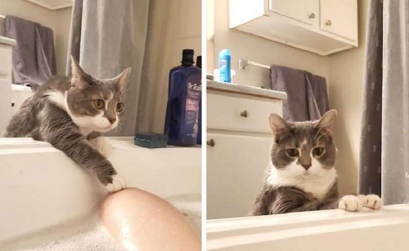 Se qualcuno nella tua famiglia è contro gli animali domestici, queste foto lo convinceranno.