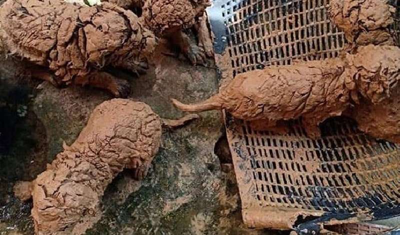 Il tipo ha salvato simpatici animali dal fango