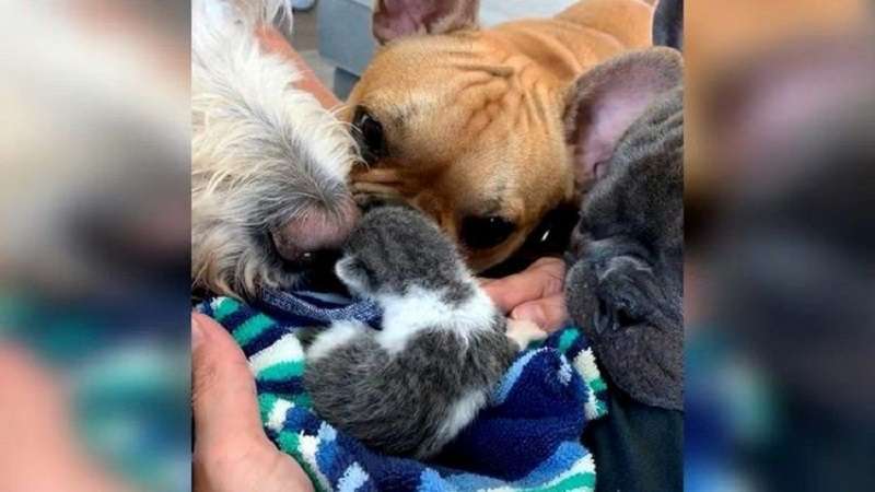 I cani hanno salvato la vita a un gattino