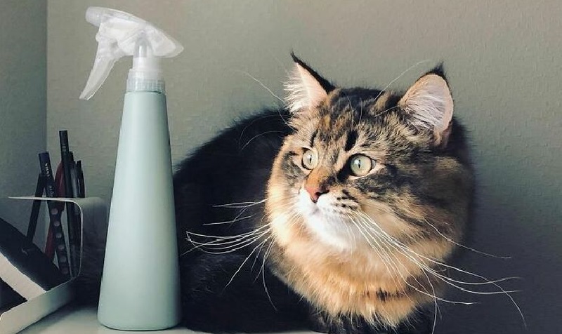 Il gatto siberiano Yamaneko conquista i social con la sua recitazione insuperabile