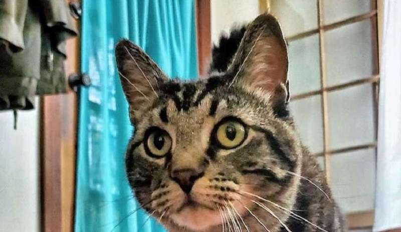 Un gatto riconoscente da un rifugio stordisce i suoi proprietari con regali