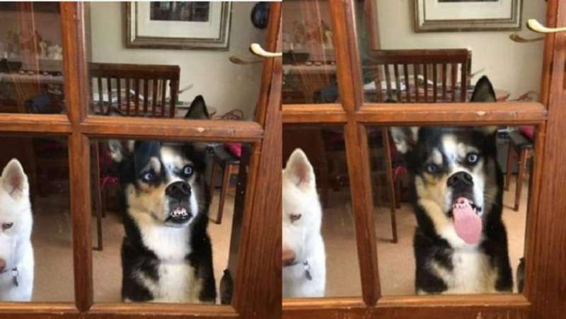 Il cane affamato lecca la porta a vetri ed è diventato l'eroe dei meme sull'attesa
