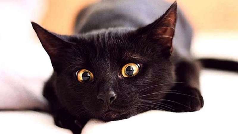 Il gatto Pirano ha salvato il suo padrone