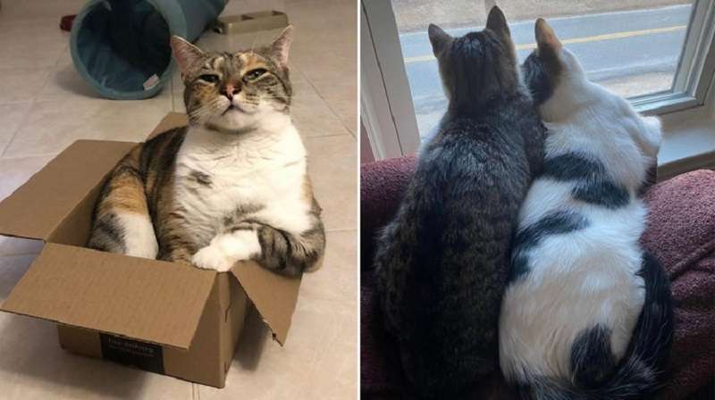 15 foto che mostrano i gatti che si godono la vita dopo che i loro proprietari se ne sono andati