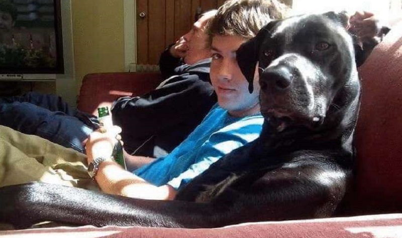 10 cani divertenti che vogliono davvero essere come le persone
