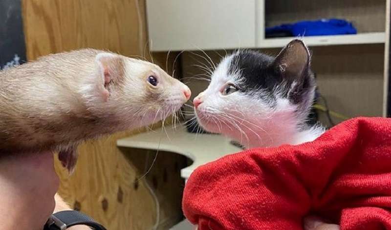 10 foto di prove di amore e rispetto tra animali