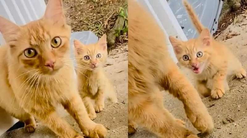La gatta di strada stava cercando cibo per i suoi gattini e lo ha fatto con tale competenza che ha trovato una casa con i bambini.