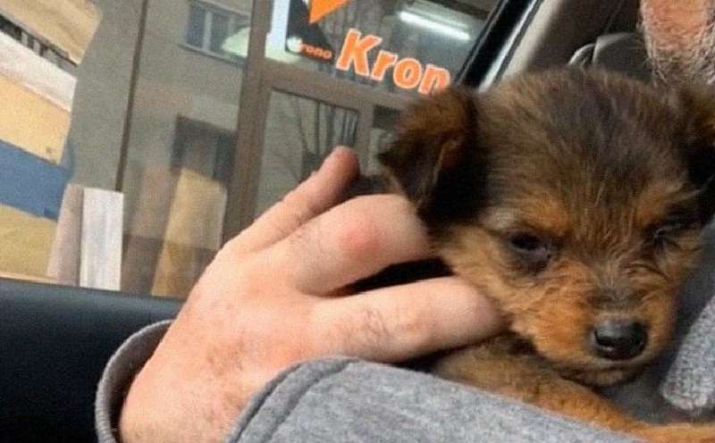 Un volontario ha dato rifugio a un cucciolo che viveva in uno stivale. Com'è il cagnolino?