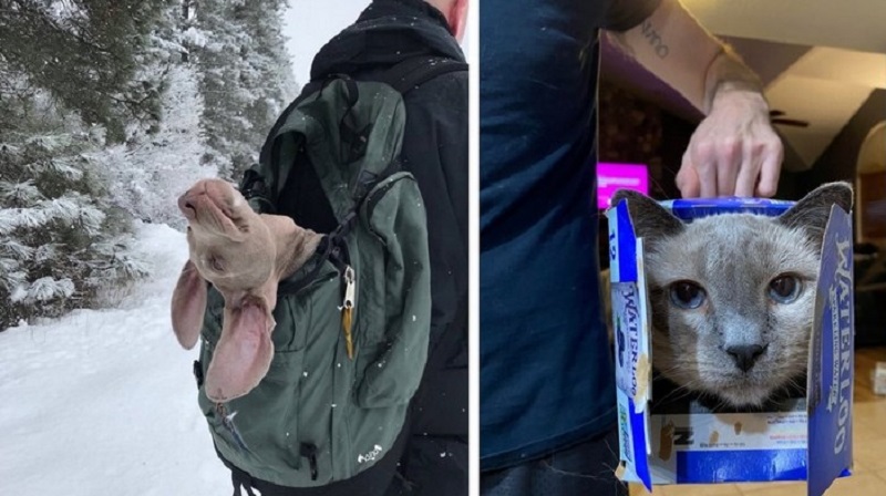 15 animali che sono troppo pigri per camminare sui loro quattro e preferiscono essere letteralmente trasportati in giro dagli umani
