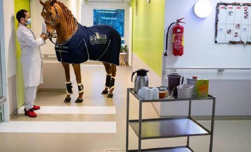 Dr. Peyo: un cavallo straordinario che conforta i malati di cancro e lenisce il loro dolore