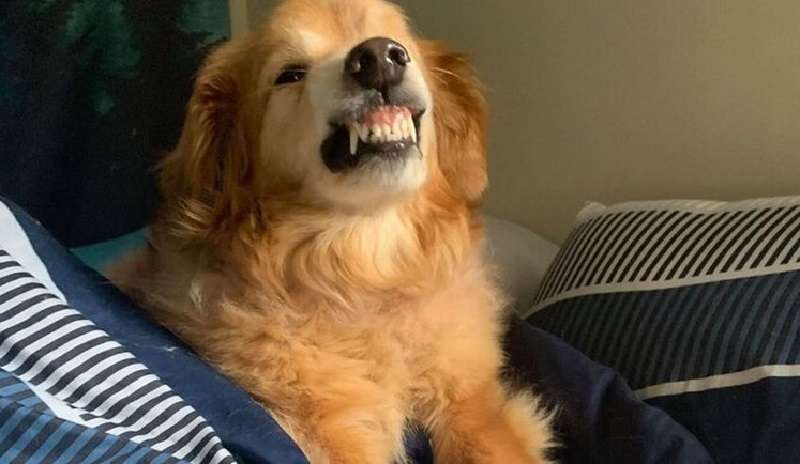 Il cane ha spaventato i visitatori del rifugio con uno strano sorriso, quindi nessuno lo ha portato da lui