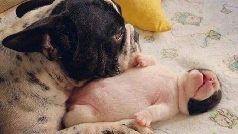 Questi cani hanno familiarità con il concetto di famiglia in prima persona.