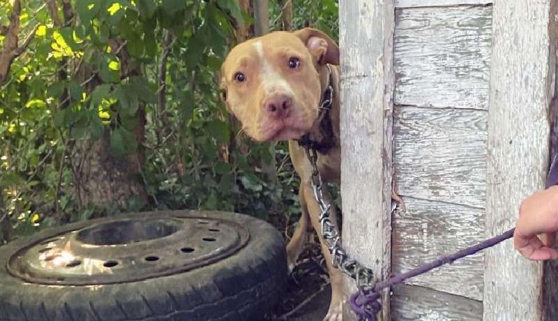 Un cane seduto su una catena non ne ha mai abbastanza della ritrovata libertà