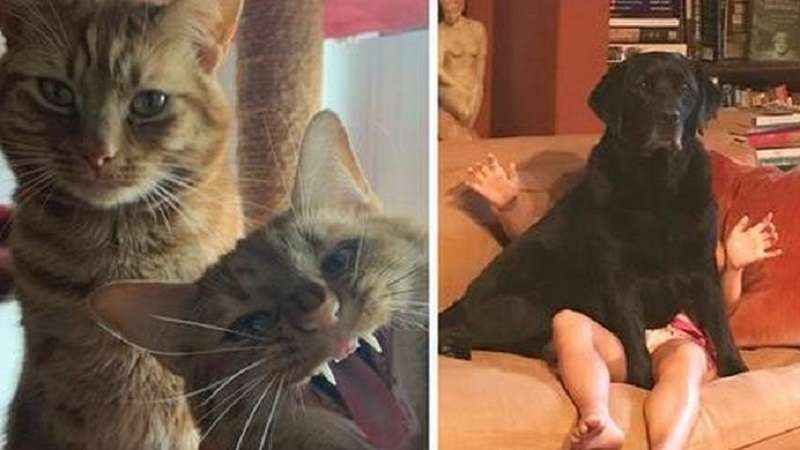 15 foto che sono diventate finaliste del concorso di foto di animali più divertenti nel 2021