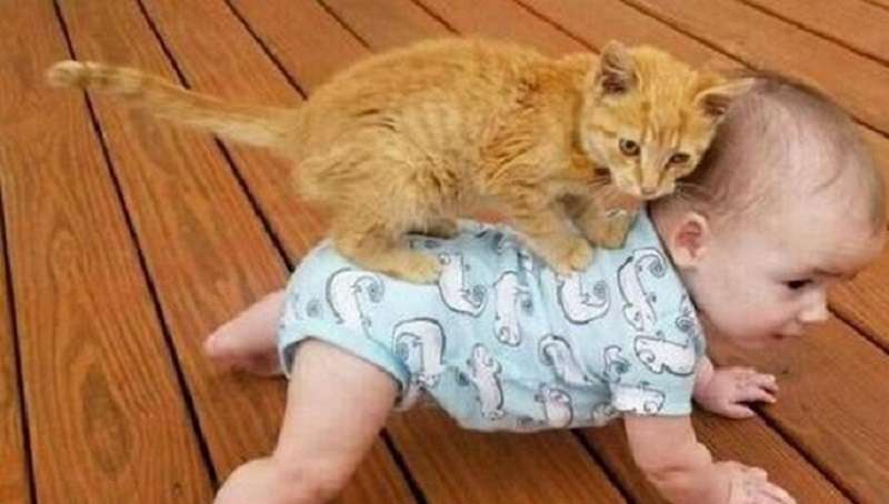 15 prove che i gatti stanno ancora una volta dominando Internet