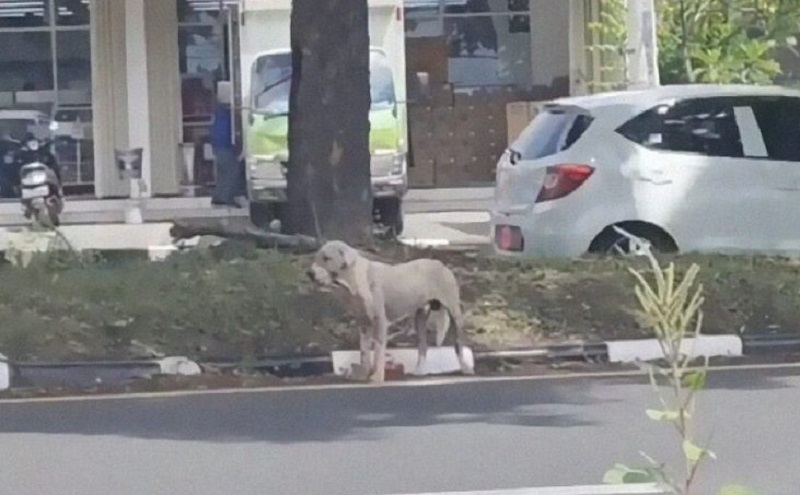 La fantastica storia di un cane senzatetto che è diventato un bello felice in un mese