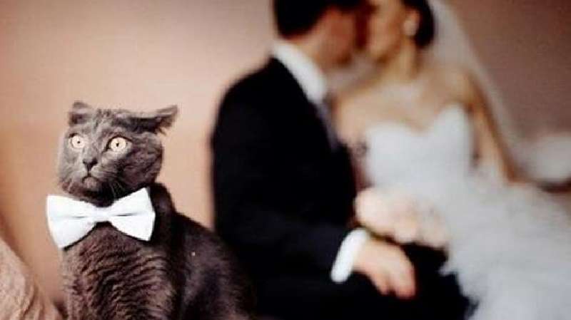 Foto di matrimonio, dove il personaggio principale (o muso?) – il gatto