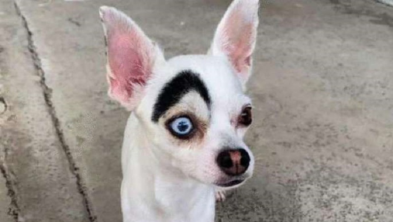 Insolito cane “2 in 1” trovato in Thailandia