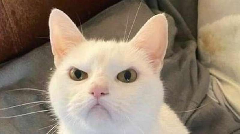 15 foto con animali: poco sensato, ma molto interessanti