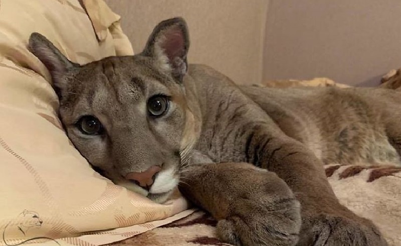Il piccolo puma salvato è diventato un simpatico gatto domestico