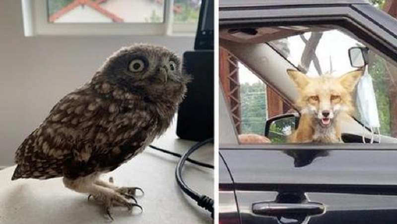 15 casi in cui gli animali si sono trovati improvvisamente nei posti meno ovvi, sorprendendo molto gli altri