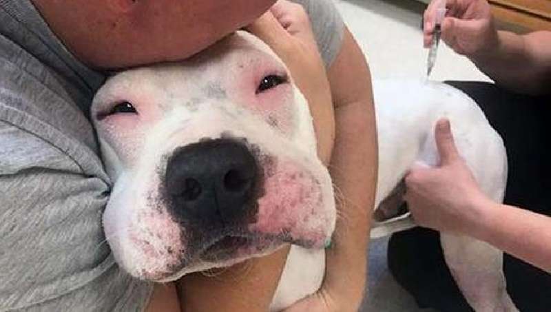 Cani divertenti che hanno imparato la lezione: le api sono assolutamente immangiabili!