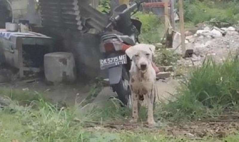 Un cane affamato e oppresso da una stazione di servizio in un mese si è trasformato in un bello felice