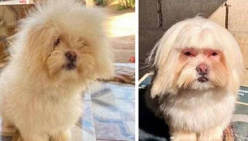 15 cani incredibilmente fortunati con un toelettatore