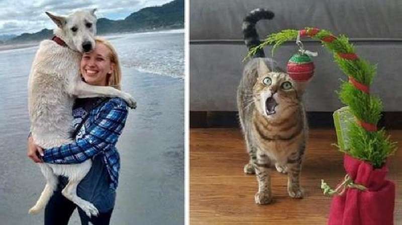 15 casi in cui cani e gatti hanno affrontato qualcosa per la prima volta e hanno mostrato vividamente le loro emozioni
