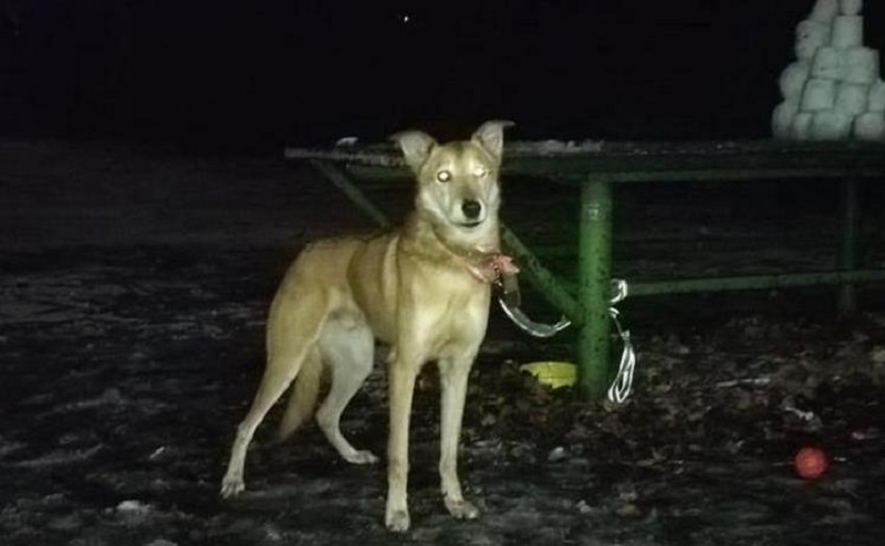 La padrona di casa ha legato il cane nel parco ed è andata all'estero
