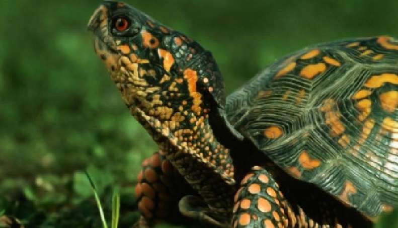 Perché le tartarughe sono utili in casa: fatti e segnali