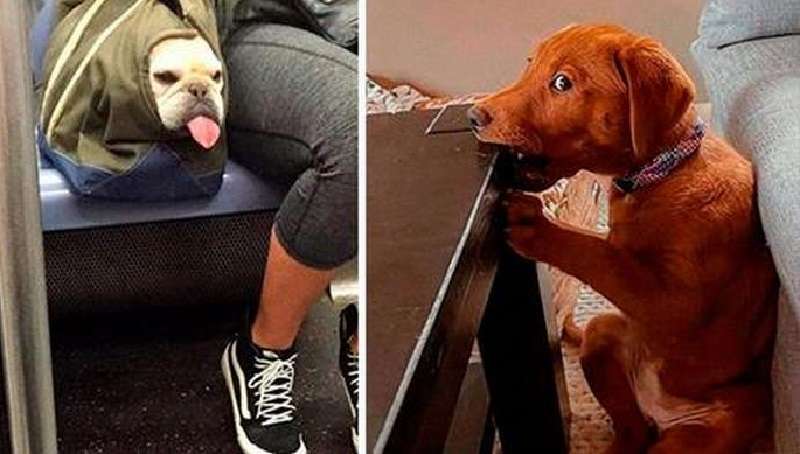 Cani da guardia, code e nasi divertenti