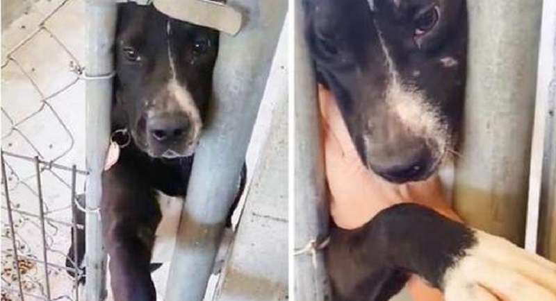 Il cane del rifugio desiderava così tanto trovare un proprietario che tendeva la zampa a tutti coloro che si fermavano alla sua gabbia.