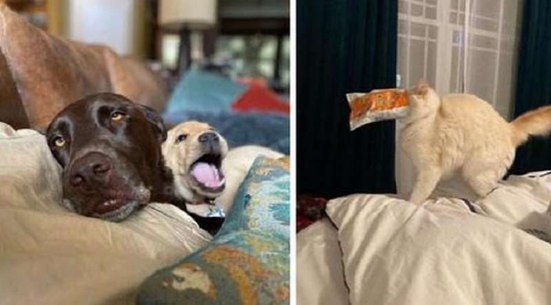 15 casi in cui gli animali domestici hanno allietato tutti con il loro unico sguardo, anche se non ci hanno nemmeno provato