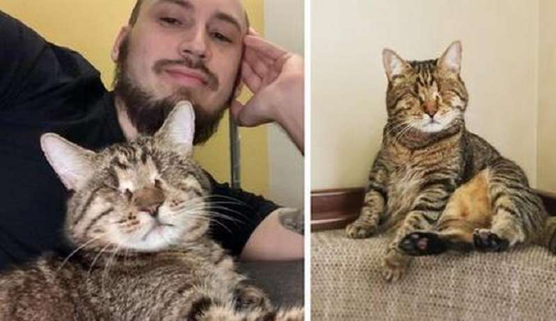 Com'è vivere con un gatto cieco? Il proprietario ha parlato delle fattezze del suo gatto, per il quale la cecità non è una condanna