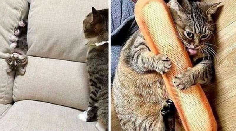 Le migliori foto della serie “Io sono un gatto, quindi mi annoio sempre un po'”