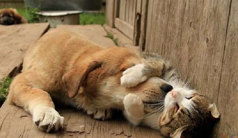Come un gatto randagio ha protetto un cucciolo smarrito
