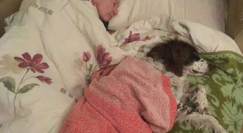 Affinché il vecchio cane non si senta solo, i proprietari si alternano a dormire con lui