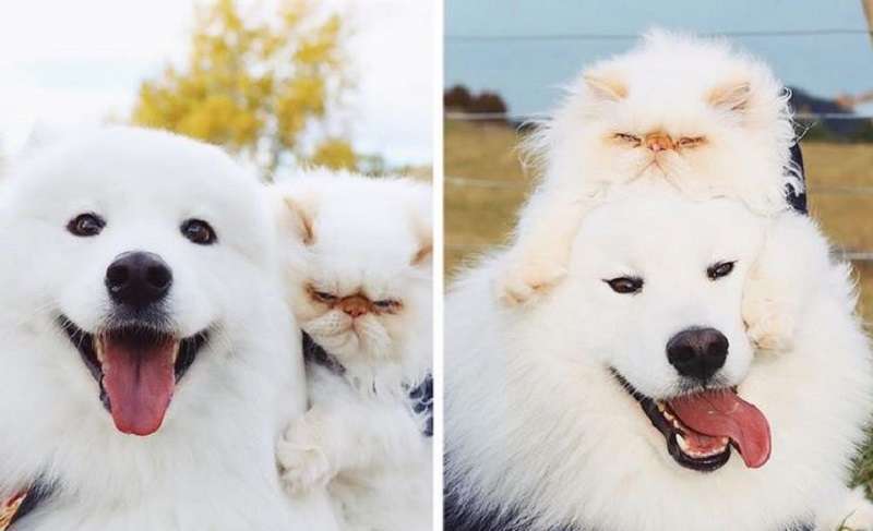La straordinaria amicizia di un gatto senza sorriso e un cane felice ha conquistato Internet