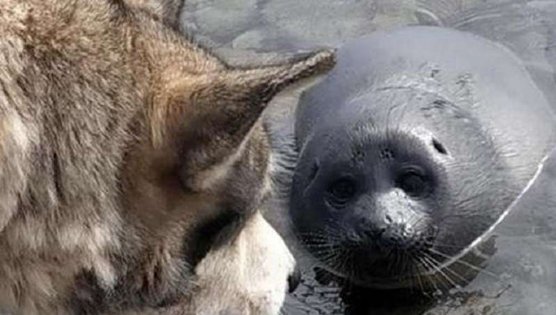 Il cane ha aiutato il cucciolo di foca ad uscire pensando che fosse un cucciolo