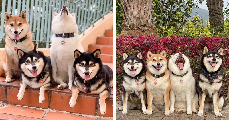 Il proprietario di 4 cani condivide le foto dei suoi animali domestici, uno dei quali rovina sempre la foto. E tutti hanno un tale amico