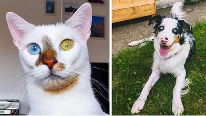 15 animali domestici il cui colore la natura ha provato duramente, trasformandoli in un'opera d'arte vivente