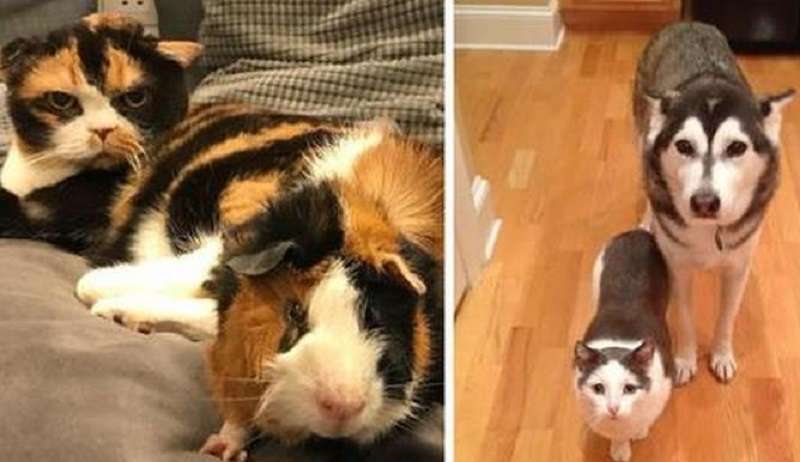 15 momenti incredibili in cui gli animali sembravano gemelli quando in realtà non potevano esserlo