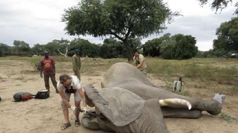 L'elefante ferito è venuto a chiedere aiuto a un uomo